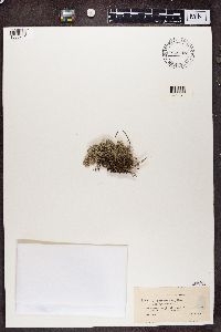 Cladonia sylvatica f. sphagnoides image