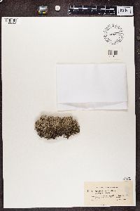 Cladonia sylvatica f. pygmaea image