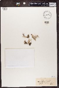 Cladonia nemoxyna image