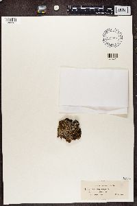 Cladonia botryocarpa image