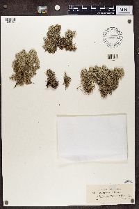 Cladonia alpestris image