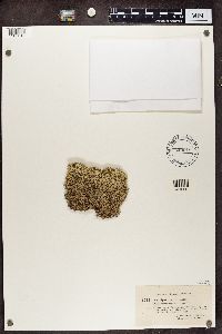 Cladonia stellaris image