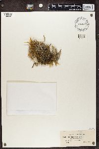 Cladonia pertricosa image