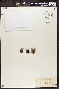 Cladonia floridana image