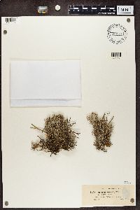 Cladonia rangiferina var. vulgaris image