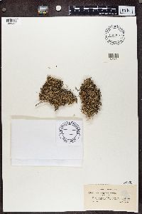 Cladonia pertricosa image