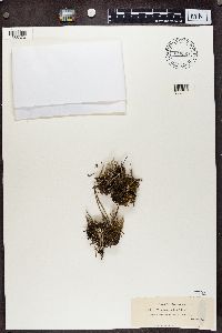 Cladonia cornuta image