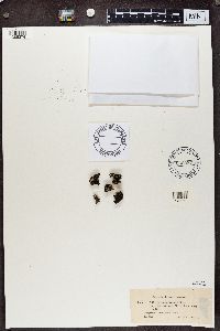 Cladonia krempelhuberi image