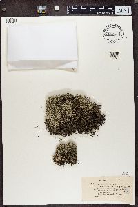Cladonia alpestris image