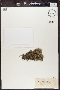 Cladonia alpestris image