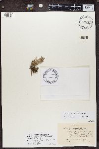 Cladonia subcrispata image