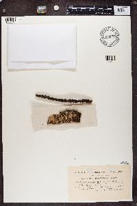 Cetraria saepincola image
