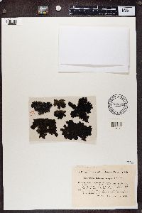 Gyrophora hyperborea image