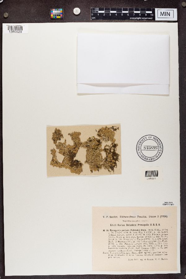 Menegazzia image