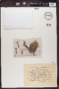 Cladonia vulcani image