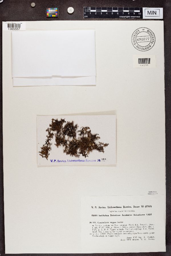 Cornicularia steppae image