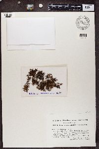 Cornicularia steppae image