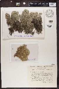 Cladonia alpestris image