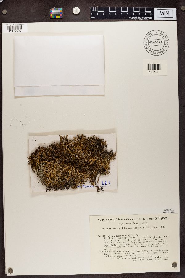 Cetrariella delisei image