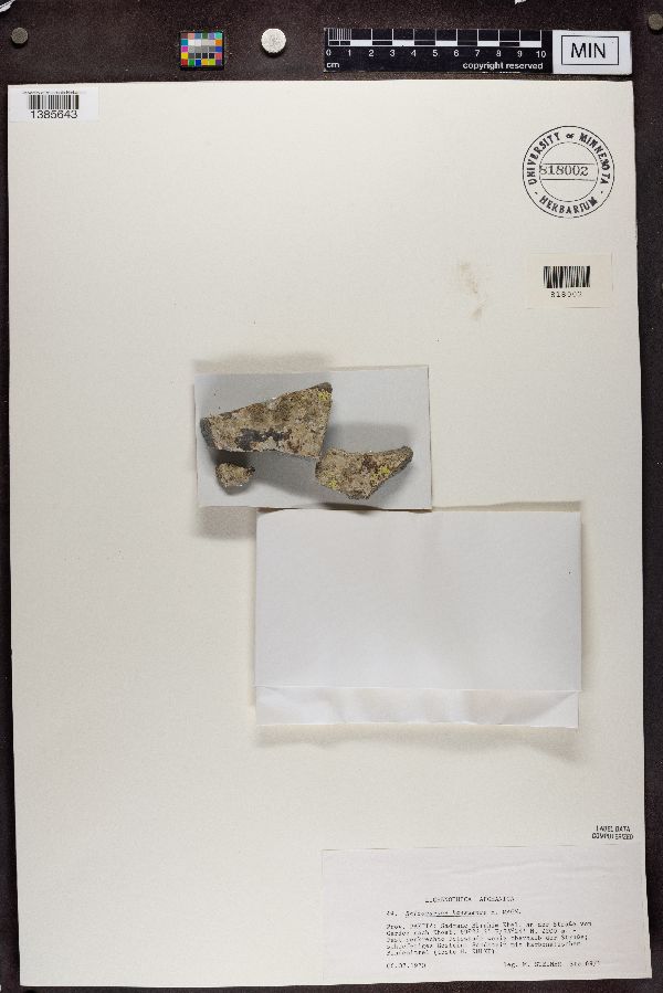 Rhizocarpon kansuense image