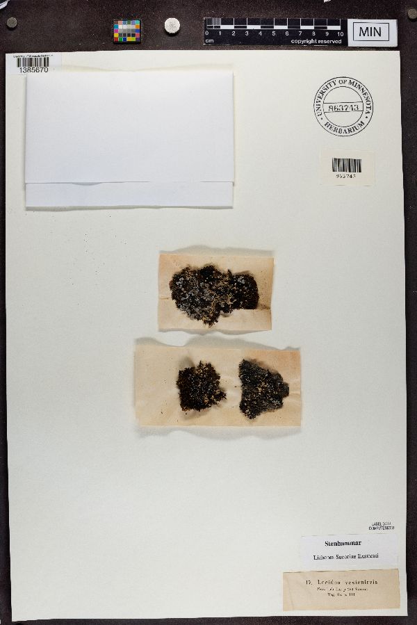 Lecidea vesicularis image