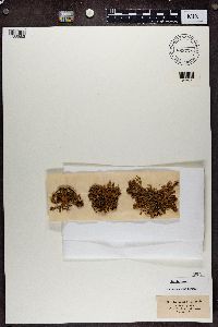 Ramalina calicaris image