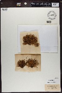 Ramalina calicaris image