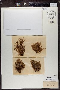 Ramalina calicaris image