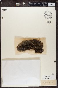 Pleurosticta acetabulum image