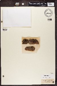 Lecidea myrmecina image