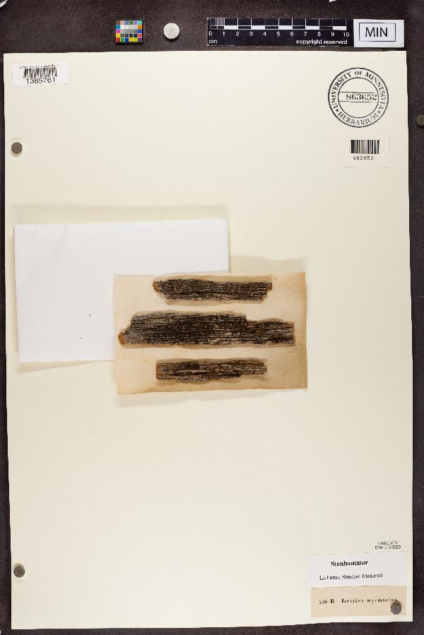 Lecidea myrmecina image