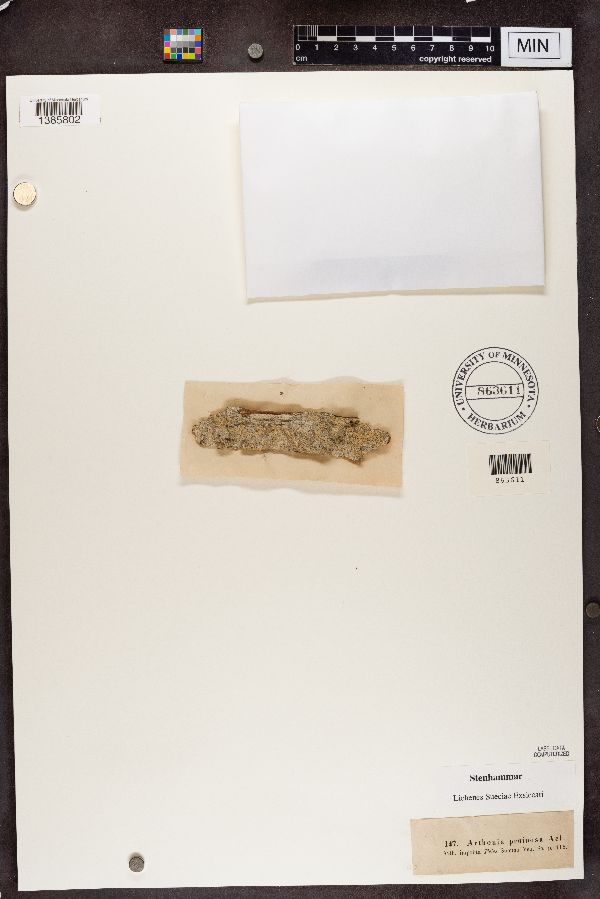 Arthonia pruinata image