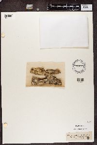 Eopyrenula leucoplaca image