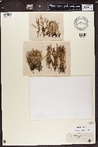 Cladonia gracilis var. elongata image