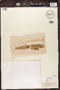 Chaenotheca brunneola image