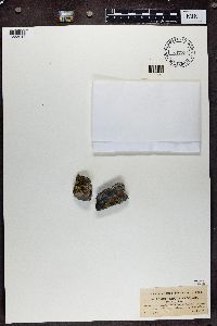 Pleopsidium chlorophanum image
