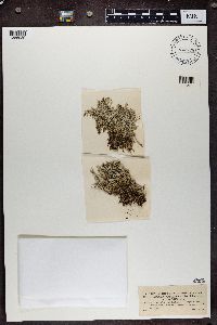 Cladonia amaurocraea f. celotea image