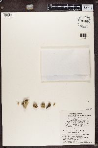 Pertusaria coriacea image