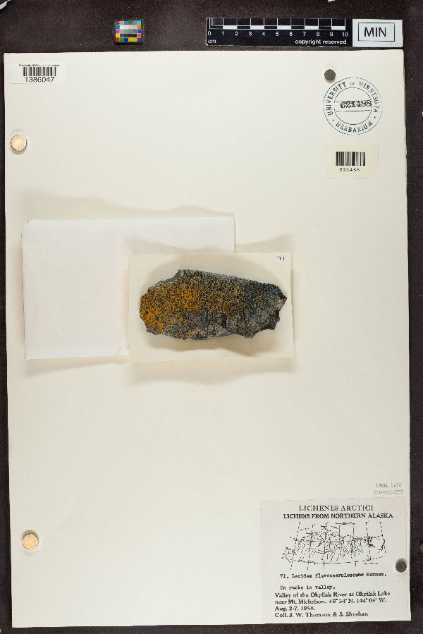 Lecidea flavocaerulescens image