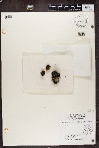Image of Lopadium coralloideum