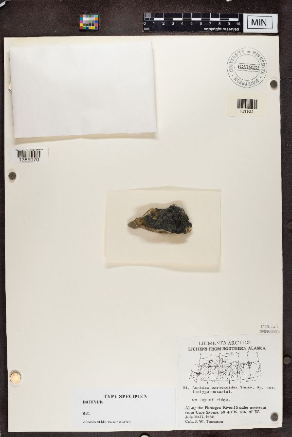 Lecidea carbonoidea image