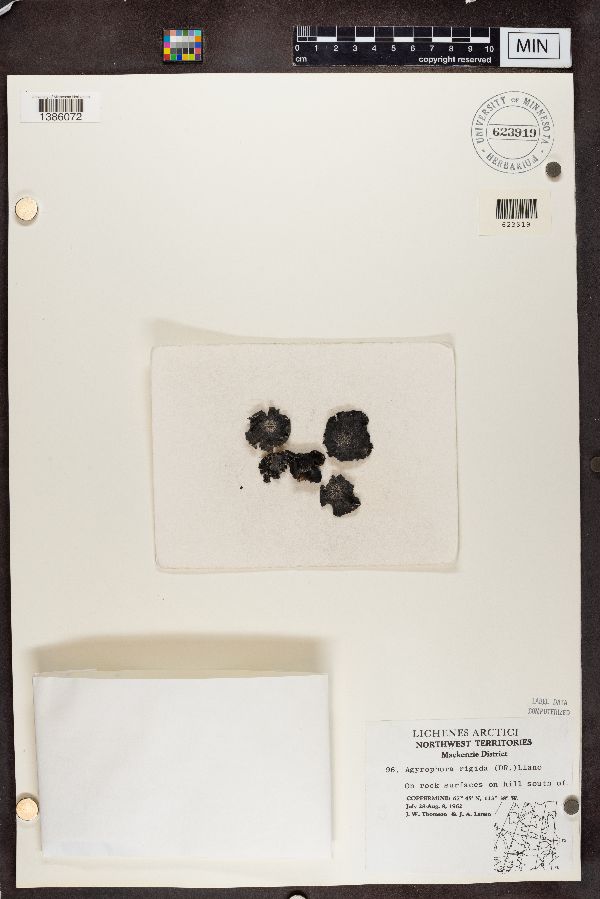 Umbilicaria rigida image