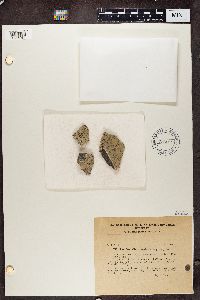 Lecidea albocoerulescens image