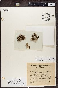Image of Cladonia magyarica