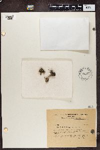 Image of Cladonia hungarica