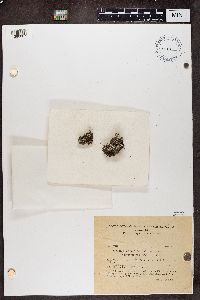 Cladonia cariosa f. squamulosa image