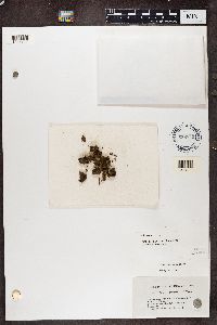 Peltigera lepidophora image