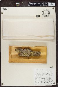 Cyphelium karelicum image