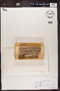Image of Microcalicium ahlneri