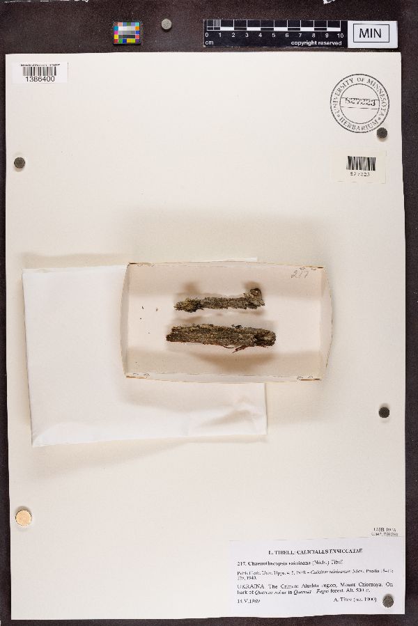 Chaenothecopsis vainioana image